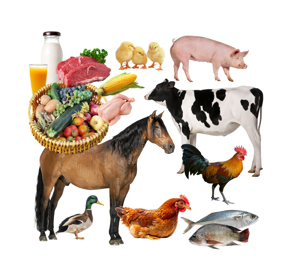 Animales y productos del campo
