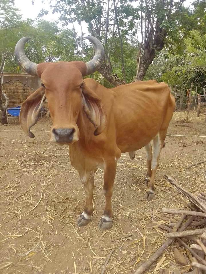 Vaca cargada