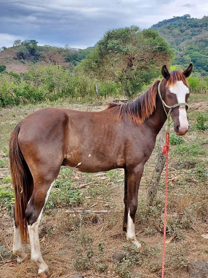 Caballo