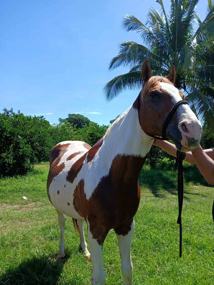 Caballo para maquila