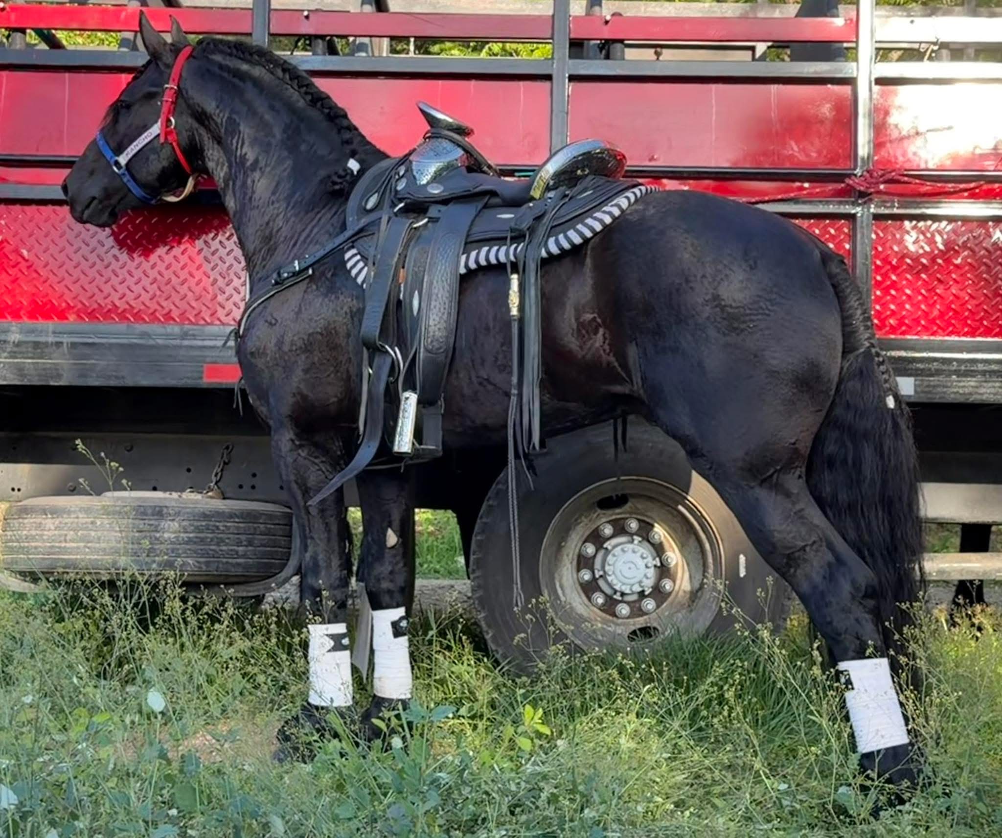 Caballos Frisones